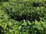 7 ACRES Tea Land in Deniyaya