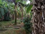100 perches of Coconut land is for sale in Kiriwaththuduwa