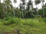 Wennappuwa - A valuable land with a coconut plantation and a house is for sale