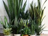 sansaveriya indoor plants