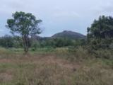 Land fr sale cloaw by  Sigiriya Ancient Rock.