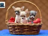 Chichuahua Puppies