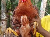 කරදගොල්ල බ්‍රීඩ් එකෙන්