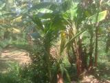 රයිගම්පුරයෙන් අගනා ඉඩමක් විකිණීමට