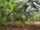 78 Perches of Valuable Land for Sale in Halpe, Mirigama.