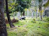 Land for sale in Kuliyapitiya