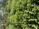 පේර පැල විකිණීමට ඇත