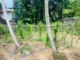 Valuable 20 Perches Land for Sale in Horana.